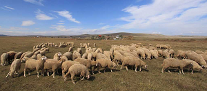 Turistička organizacija Sjenica Pešterska visoravan